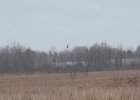 Rough-legged Hawk (17)