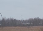 Rough-legged Hawk (18)