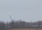 Rough-legged Hawk (19)