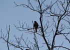 Rough-legged Hawk (2)