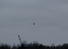 Rough-legged Hawk (21)