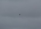 Rough-legged Hawk (29)