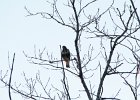 Rough-legged Hawk (3)