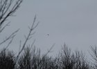 Rough-legged Hawk (31)