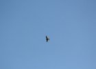 Rough-legged Hawk (38)