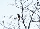 Rough-legged Hawk (4)