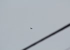 Rough-legged Hawk (46)