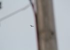 Rough-legged Hawk (47)
