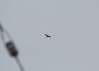 Rough-legged Hawk (48)