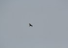 Rough-legged Hawk (49)