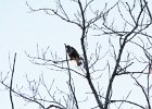 Rough-legged Hawk (5)