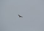 Rough-legged Hawk (52)
