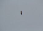 Rough-legged Hawk (53)