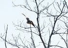 Rough-legged Hawk (6)