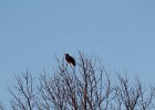 Rough-legged Hawk (7)