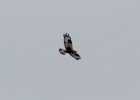 Rough-legged Hawk (8)