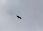 Golden Eagle (17)