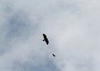 Golden Eagle (19)