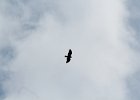 Golden Eagle (22)