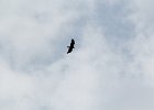 Golden Eagle (23)