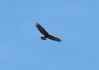 Golden Eagle (26)