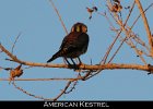 022 - 234 American Kestrel