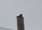 American Kestrel (16)