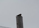 American Kestrel (17)