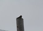 American Kestrel (18)