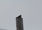 American Kestrel (19)
