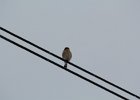 American Kestrel (20)