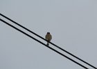 American Kestrel (21)