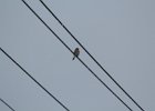 American Kestrel (22)