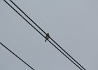 American Kestrel (24)