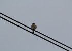 American Kestrel (26)