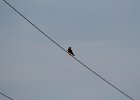 American Kestrel (27)