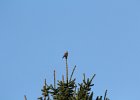 American Kestrel (28)