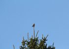 American Kestrel (29)
