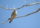 American Kestrel (32)