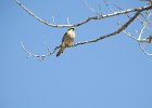 American Kestrel (33)
