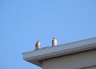 American Kestrel (38)