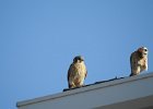 American Kestrel (39)