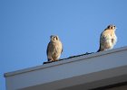 American Kestrel (40)