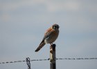 American Kestrel (41)