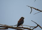 American Kestrel (42)