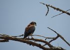 American Kestrel (43)