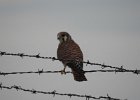 American Kestrel (44)