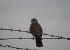 American Kestrel (45)