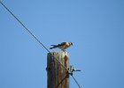 American Kestrel (46)