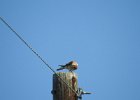 American Kestrel (47)
